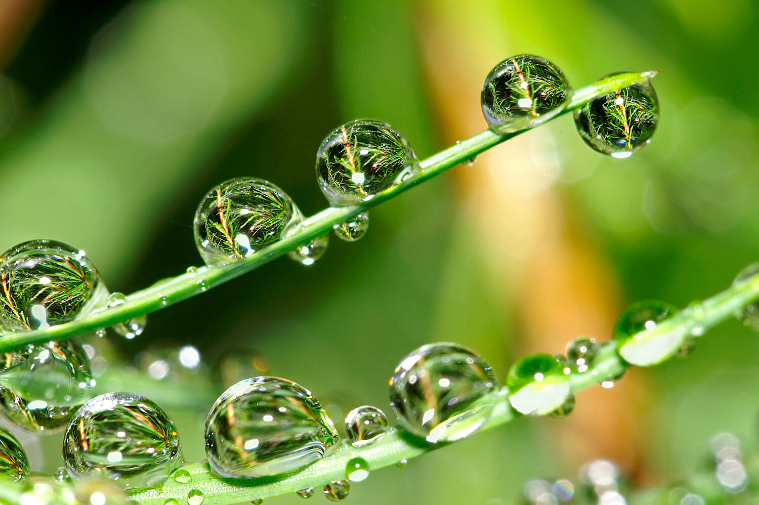 Foto Wassertropfen auf Grashalmen