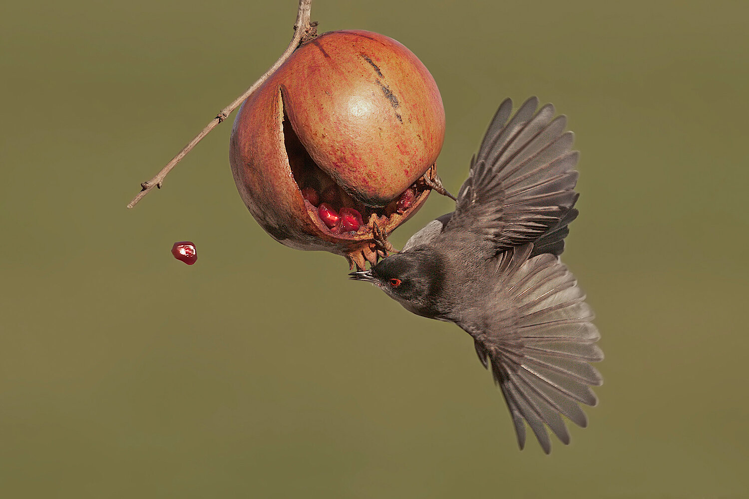 Foto Vogel am Granatapfel