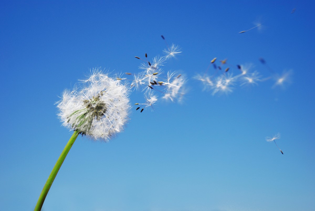 Foto Löwenzahnblume