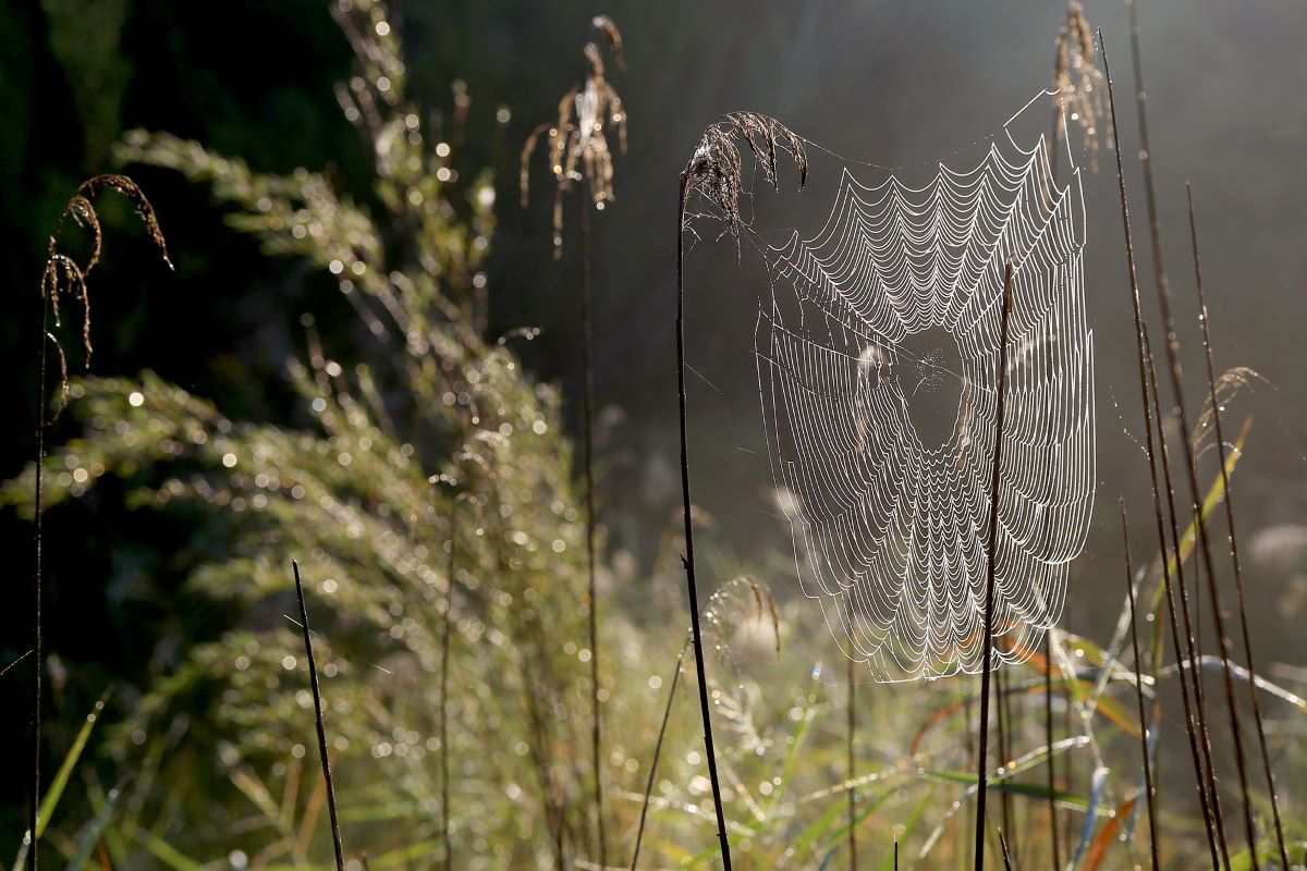 Foto Spinnennetz im Herbst